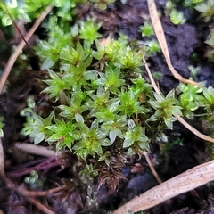 Ptychostomum pseudotriquetrum