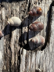 Nassarius fossatus