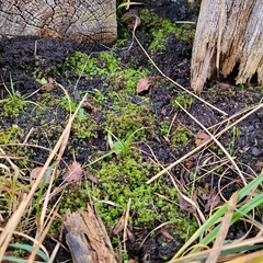 Ptychostomum pseudotriquetrum
