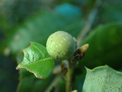 Heteroecus pacificus