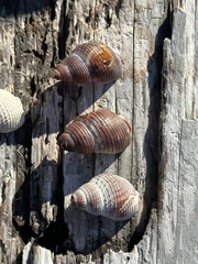 Nassarius fossatus