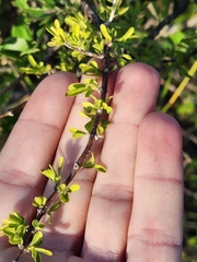 Citharexylum brachyanthum
