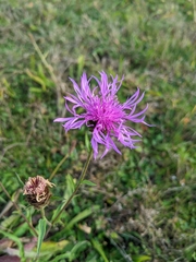 Centaurea decipiens