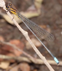 Acanthagrion