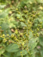 Filipendula ulmaria