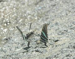 Graphium rhesus