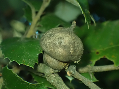 Heteroecus sanctaeclarae