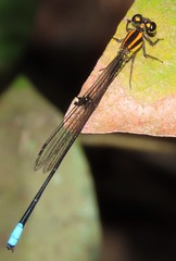 Acanthagrion