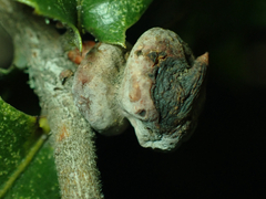 Heteroecus sanctaeclarae