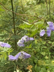 Aconitum volubile