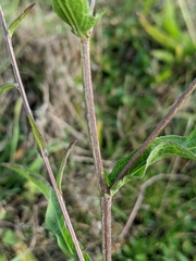 Centaurea decipiens