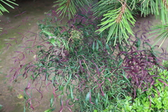 Cucumber mosaic virus