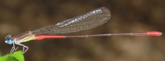 Austrotepuibasis manolisi