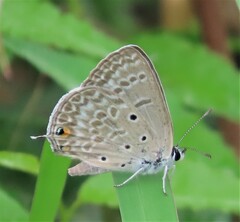 Lepidochrysops patricia