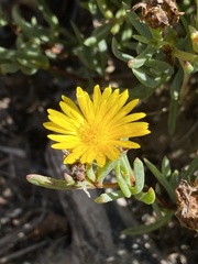 Lampranthus fergusoniae