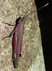 Copiocera