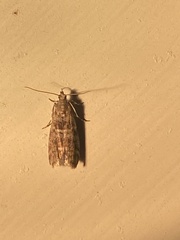 Actrix nyssaecolella