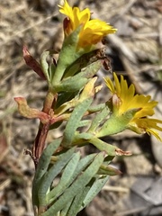Lampranthus fergusoniae