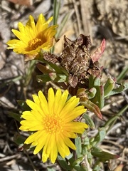 Lampranthus fergusoniae