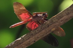 Diastatops