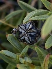 Lampranthus fergusoniae