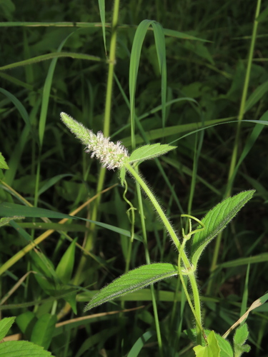 Pogostemon auricularius, photograph 6
