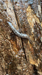 Megapallifera mutabilis