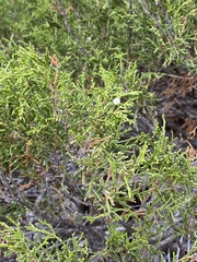 Juniperus pseudosabina