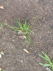 Poa annua