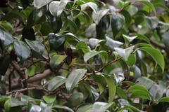 Camellia japonica