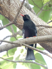 Hypsipetes leucocephalus