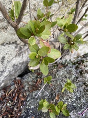 Rhododendron ledebourii