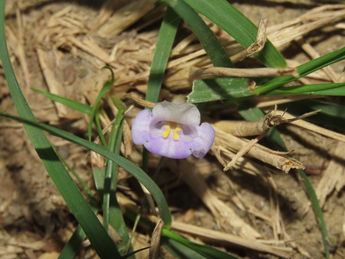 Bonnaya ruelloides, photograph 5