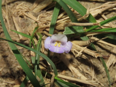 Bonnaya ruelloides