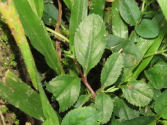 Bonnaya ruelloides