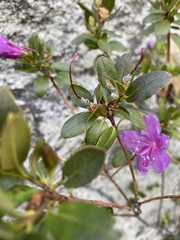 Rhododendron ledebourii