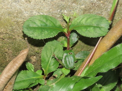Bonnaya ruelloides