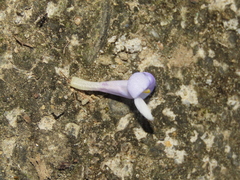 Bonnaya ruelloides