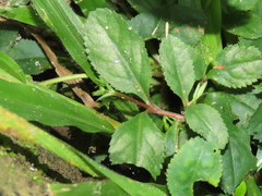Bonnaya ruelloides