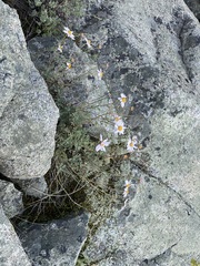 Chrysanthemum sinuatum