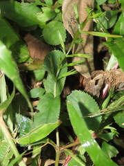 Bonnaya ruelloides