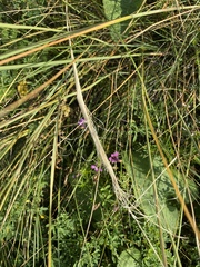 Stipa