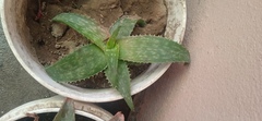 Aloe maculata