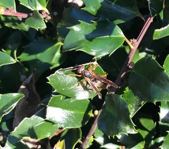 Polistes annularis