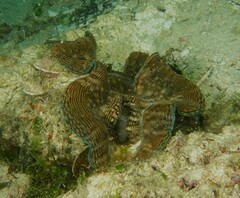 Tridacna squamosa
