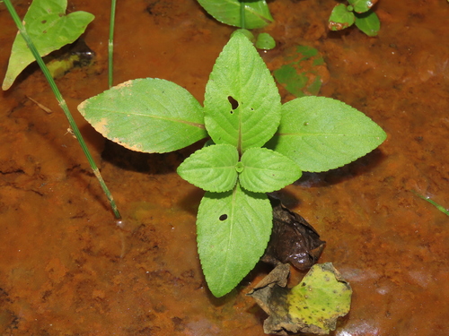 Image of Big-Leaved Marshweed (Limnophila rugosa) by (c) chiuluan, some rights reserved (CC BY)