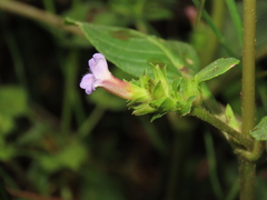 Limnophila rugosa