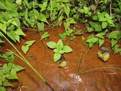 Limnophila rugosa