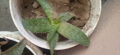 Aloe maculata