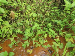 Limnophila rugosa